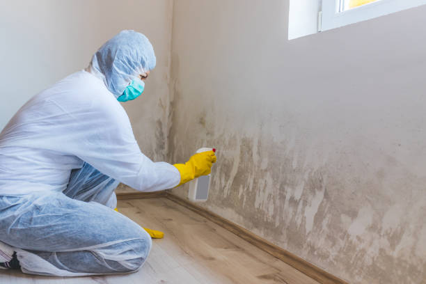 Licensed Black Mold Removal service in Lancaster, VA - WQB Mold Removal