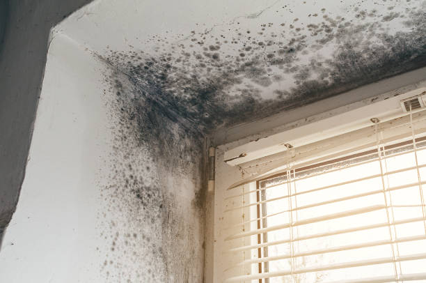Affordable Black Mold Removal solutions in Lancaster, VA